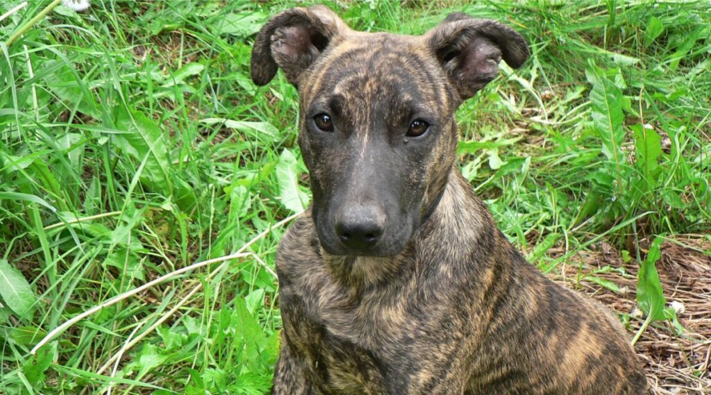 Plott Hound Coat y boca arriba sentado en la hierba