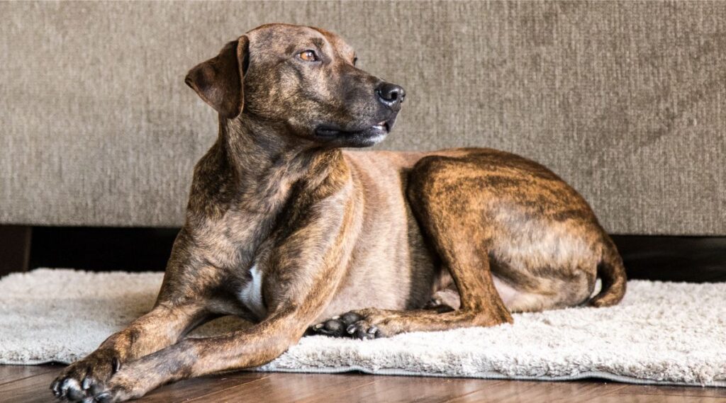 Plott Hound Training en casa sentado sobre una alfombra