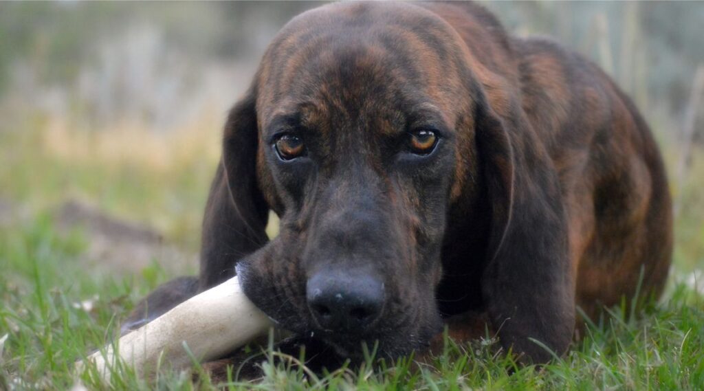 Plott Hound acostado comiendo un hueso