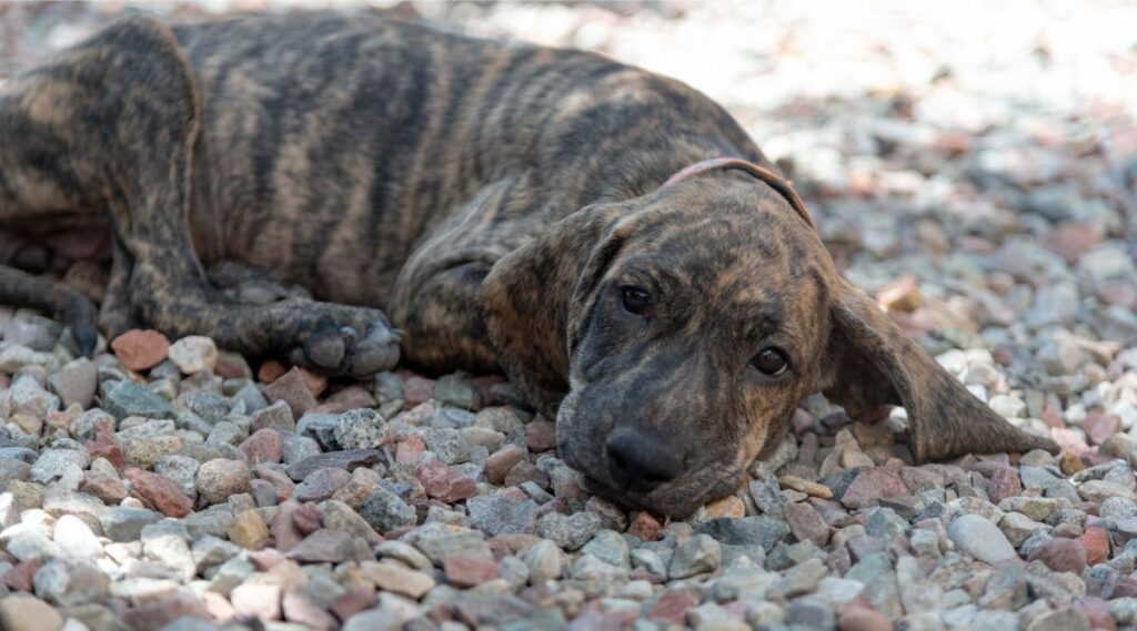 Plott Hound Rescue tendido en camino de ripio