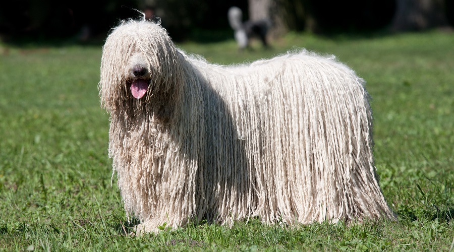 Perro Komondor de pelo largo