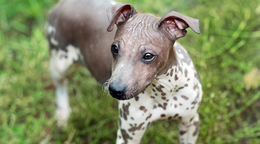 Terrier americano sin pelo