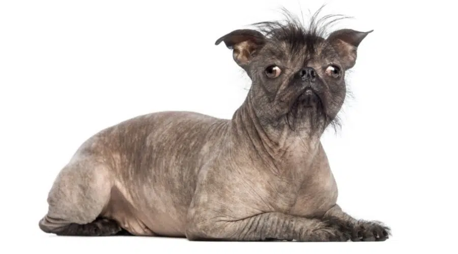 Pequeño perro gris sin pelo con ojos redondos y cara plana