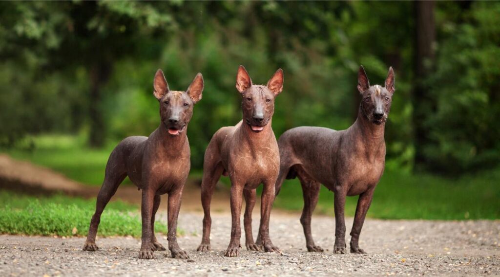 Tres perros de raza Xoloitzcuintli, perros mexicanos sin pelo de color negro de tamaño estándar, parados al aire libre en el suelo con hierba verde y árboles en el fondo el día de verano