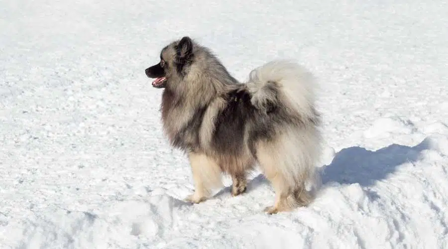 Cola rizada Keeshond