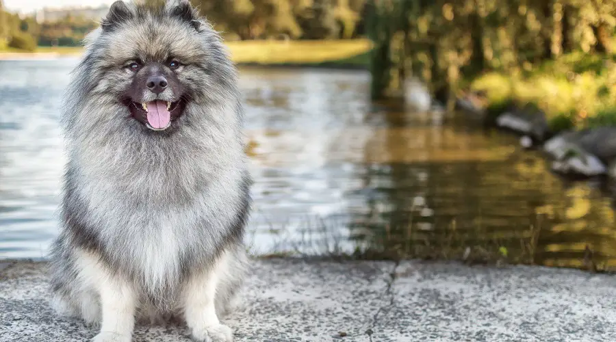 Keeshond alemán sentado afuera frente al agua