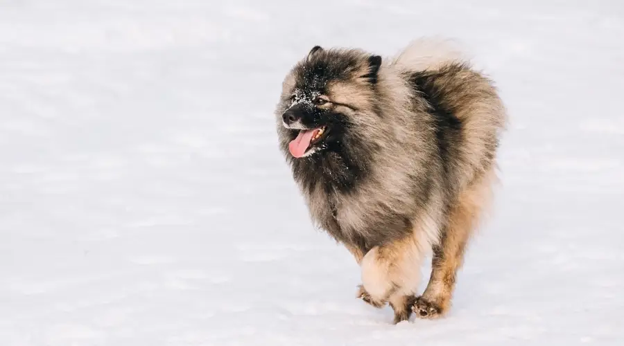 Keeshond en la nieve