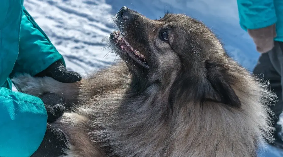 Keeshond con dueño de perro al aire libre