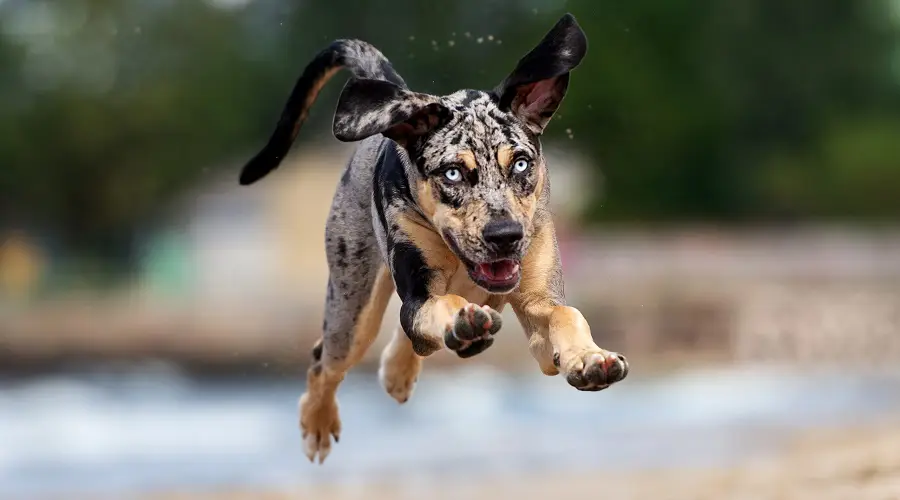 Perro Catahoula saltando