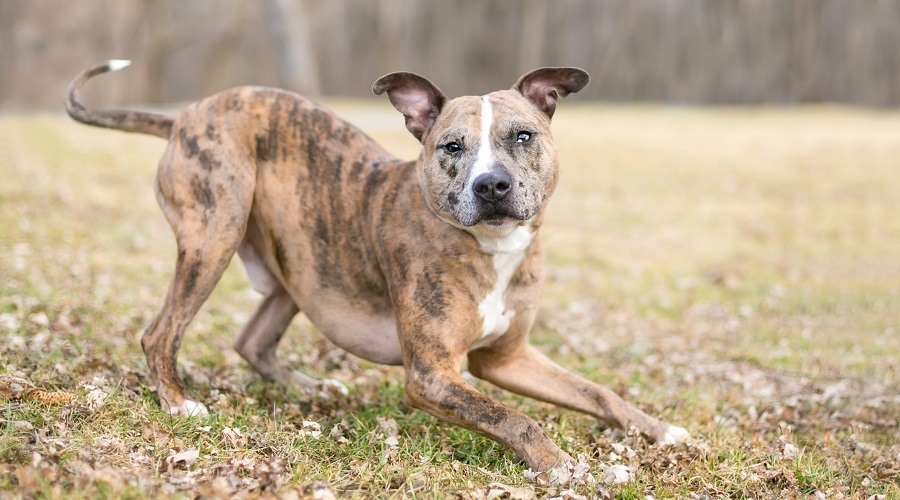 Perro leopardo Catahoula mezclado con Pitbull jugando