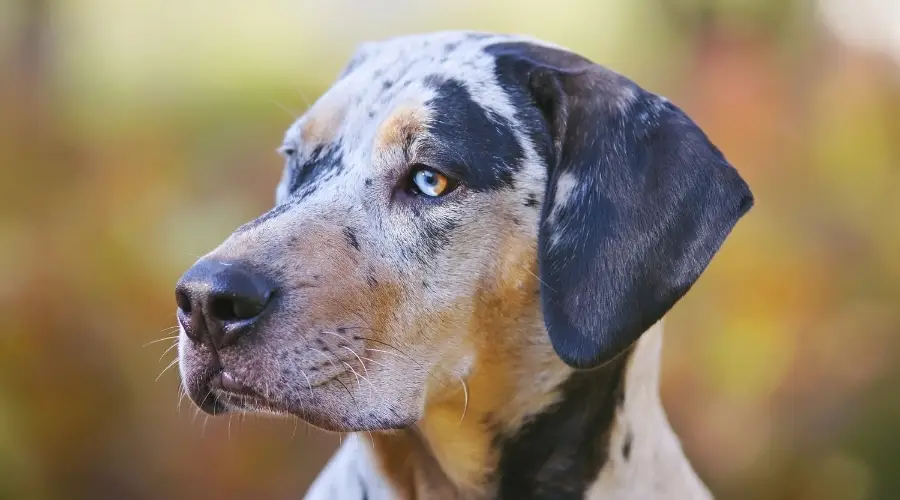 Perro leopardo Catahoula