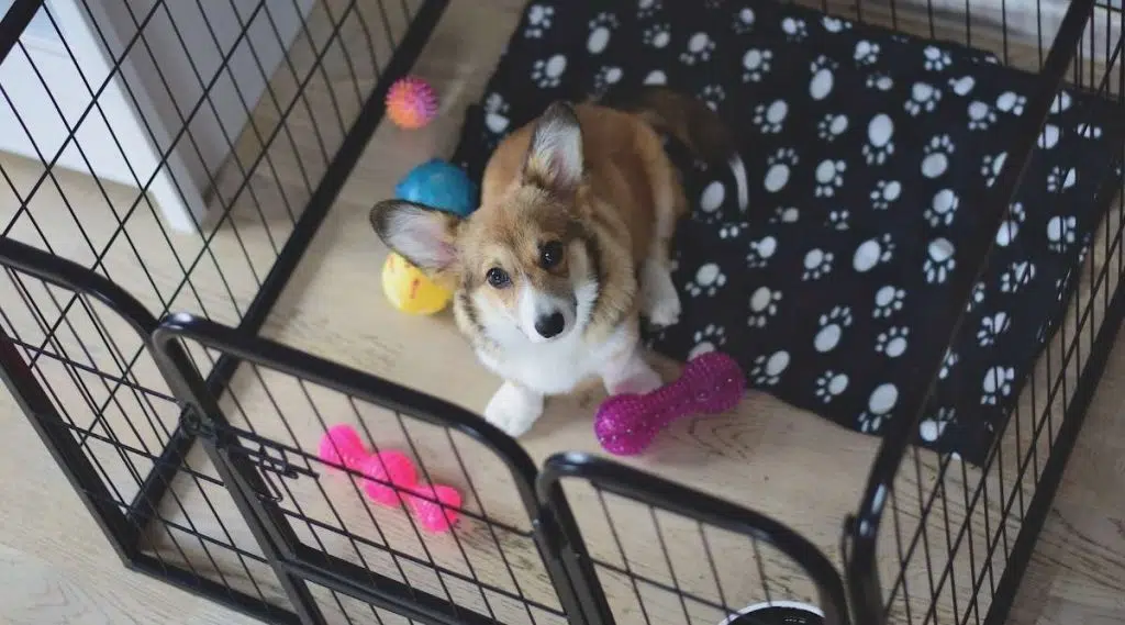Cachorro Welsh Corgi en una jaula durante un entrenamiento en jaulas
