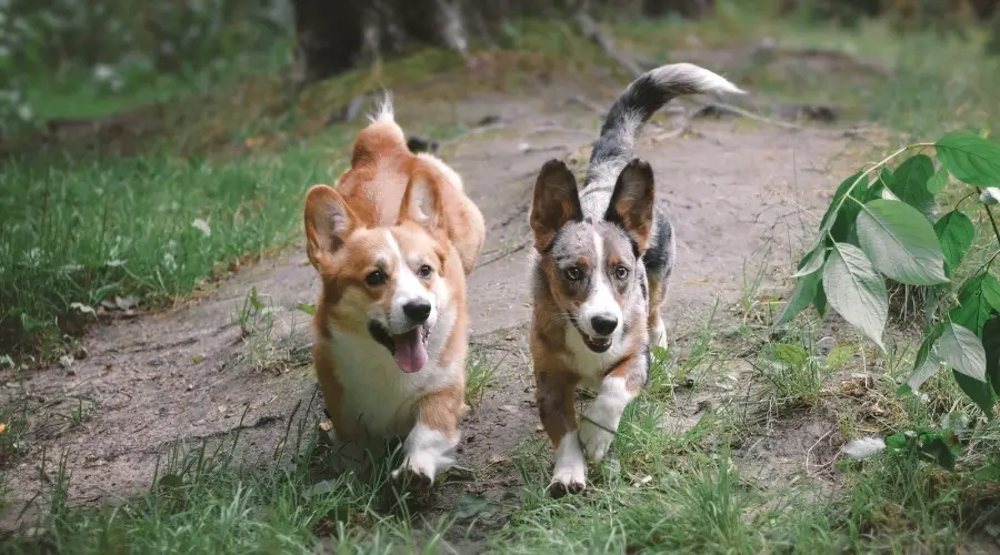 Perros paseando por el bosque