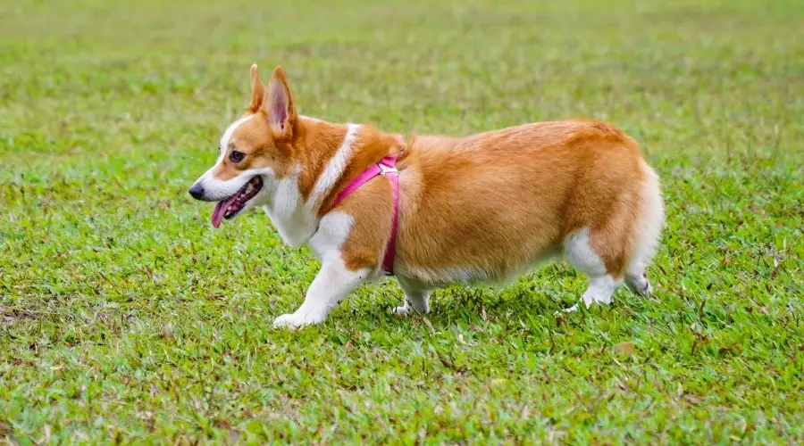 Corriendo Pembroke Welsh Corgi al aire libre