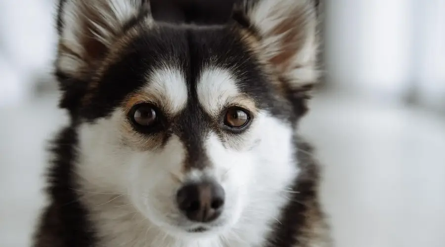 Pomsky mayor