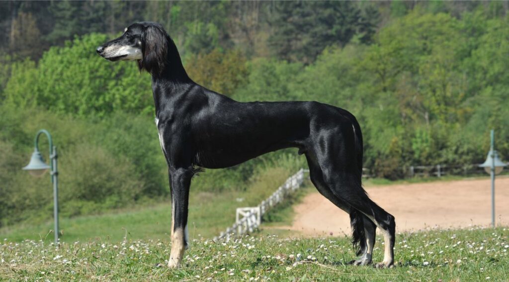 Perro Saluki negro parado afuera en una pradera 