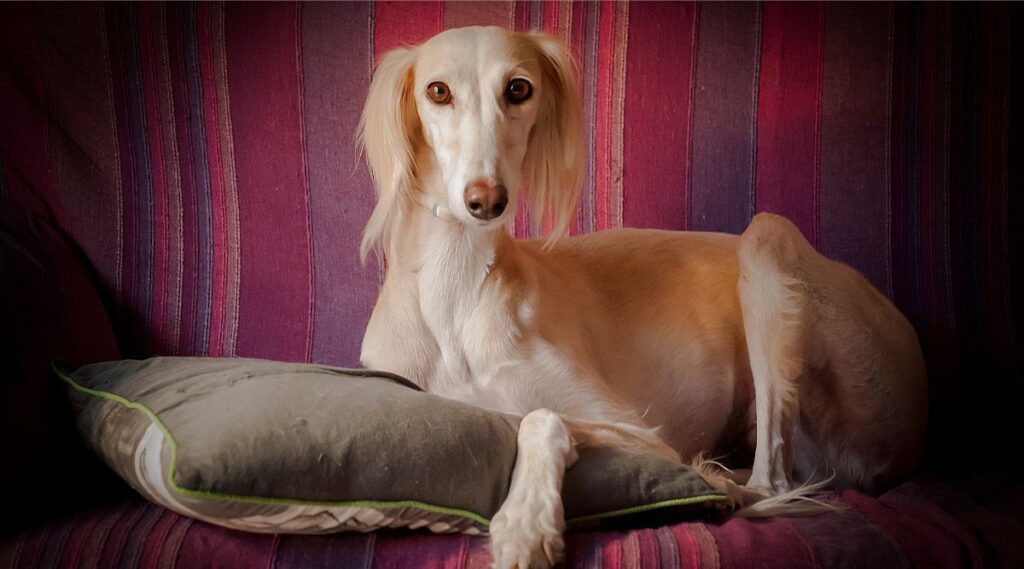 Saluki sentada sobre una almohada y un sofá rojo.