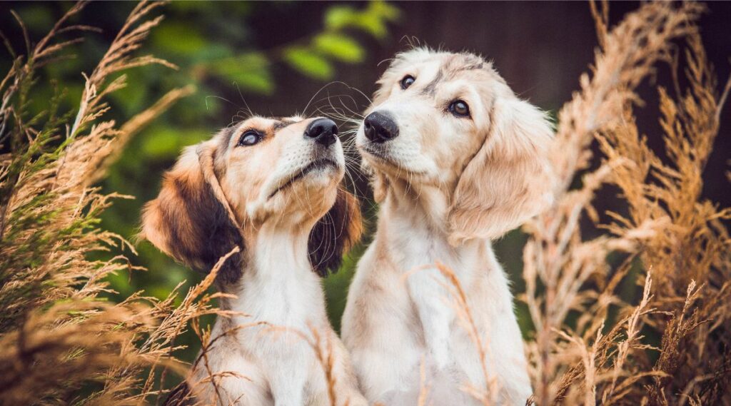 2 cachorros Saluki afuera en el campo 