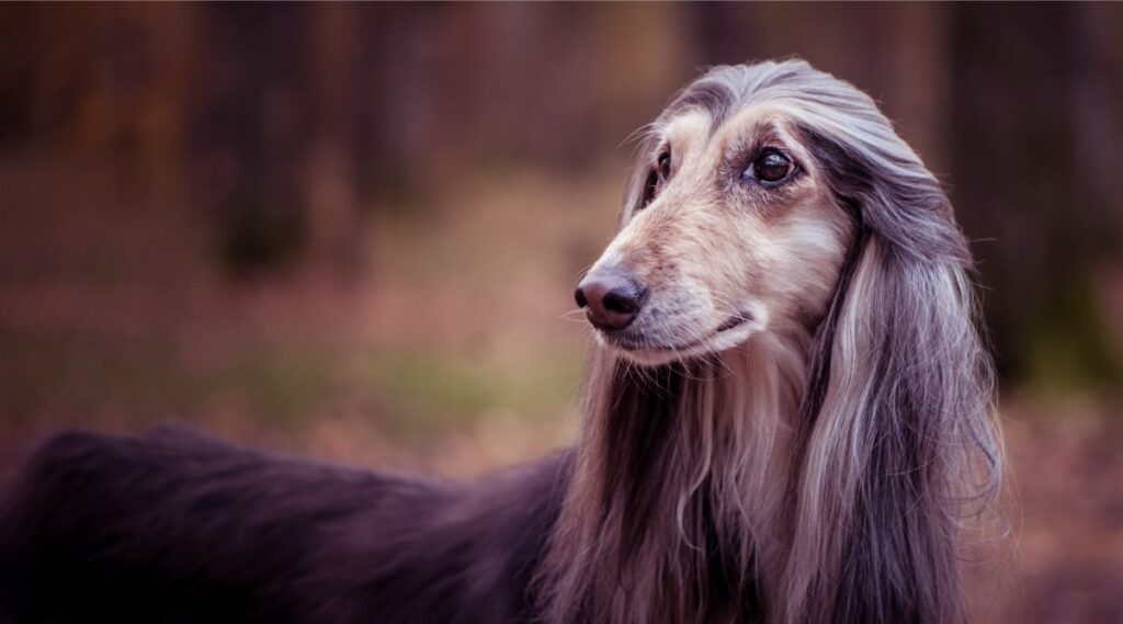 Saluki con problemas de salud afuera mirando hacia la izquierda