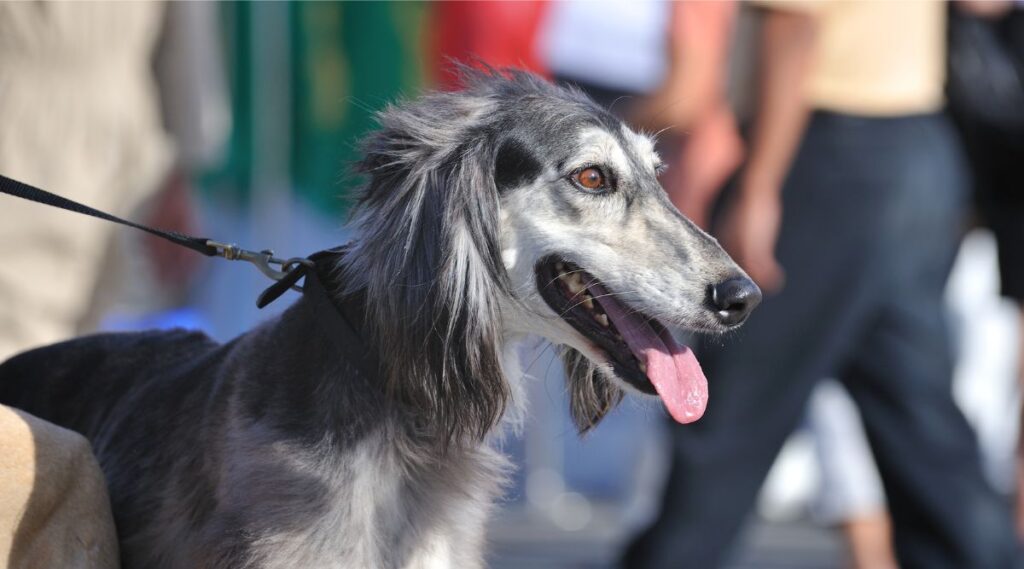 Saluki atado con entrenador y gente al fondo