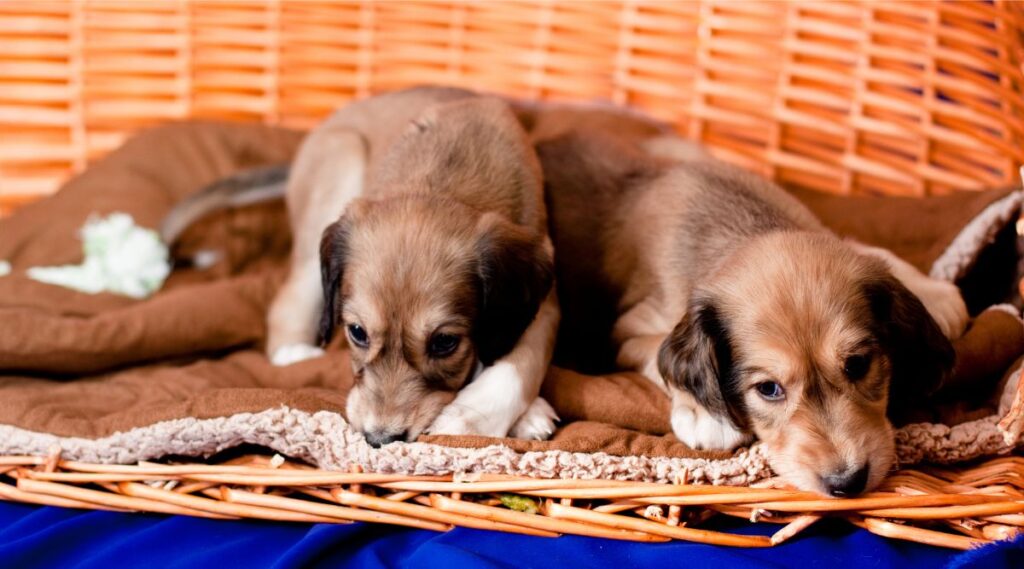 2 cachorros Saluki recostados en una canasta y una manta marrón