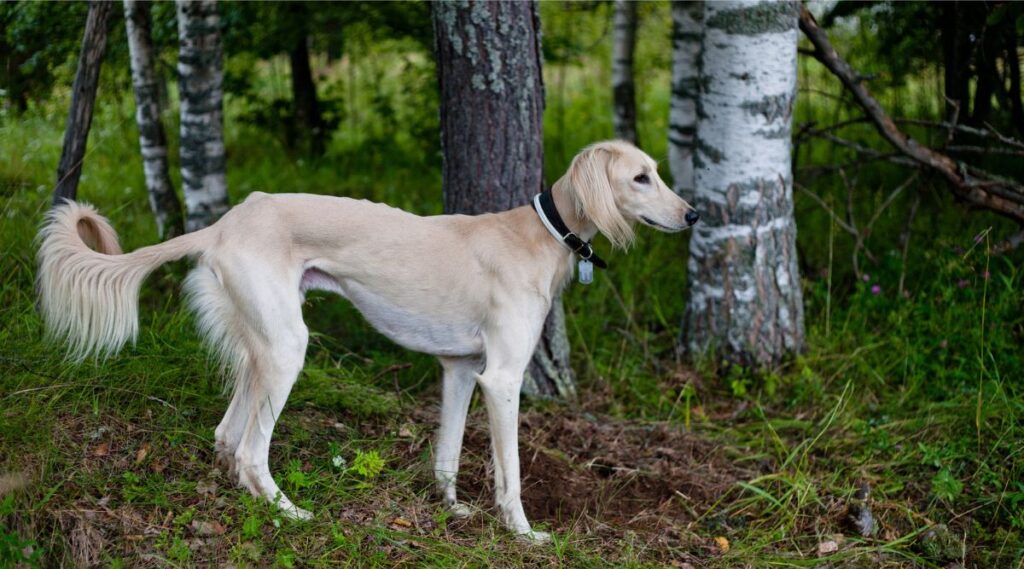 Flaco Saluki afuera en el bosque 