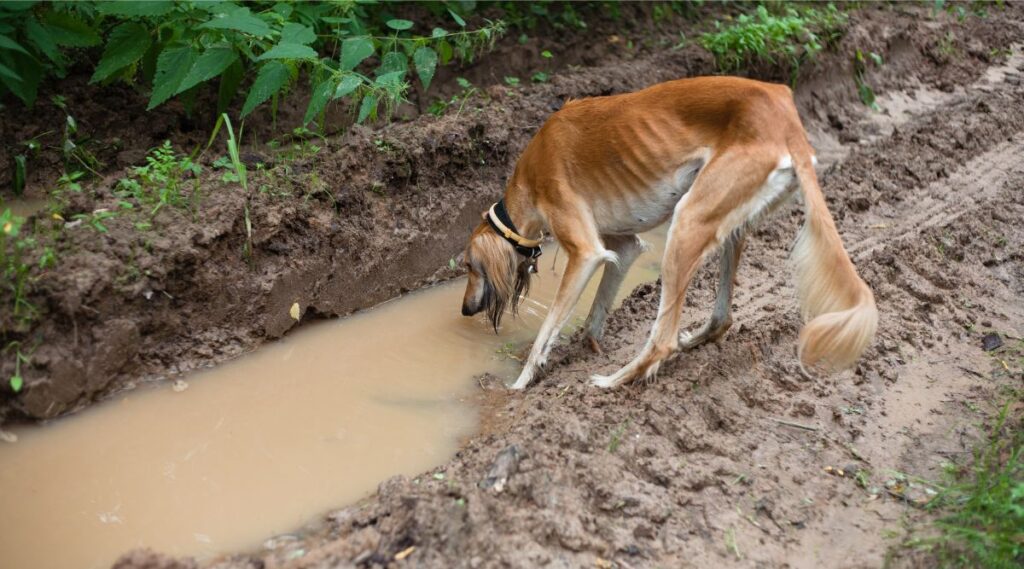 Saluki marrón bebiendo de agua turbia con la oreja mojada