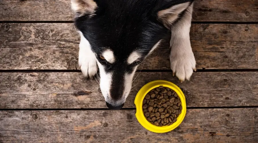 Perro comiendo sabor de lo salvaje
