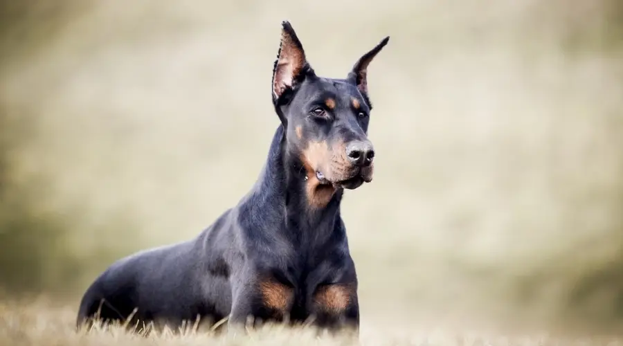 Doberman Americano Vs. Doberman Europeo: Diferencias Y Similitudes De Razas