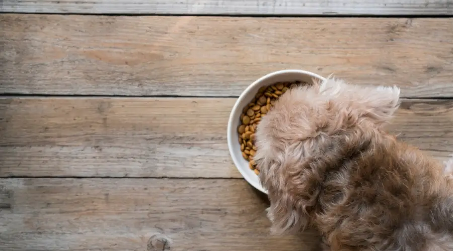 Perro comiendo comida Nutro