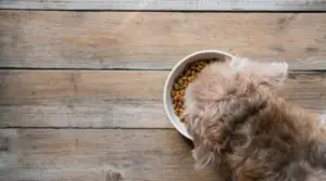 ¿qué Comida Para Perros Es Mejor?