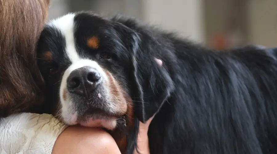 Perro de montaña bernés abrazando a un ser humano