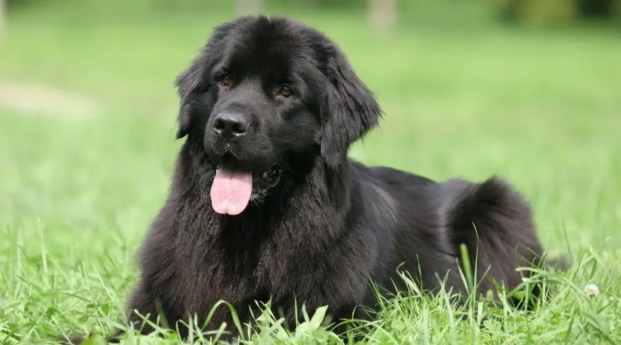 Cachorro Terranova tendido en la hierba