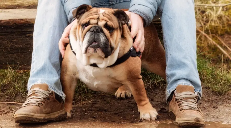 Bulldog inglés en el centro de rescate