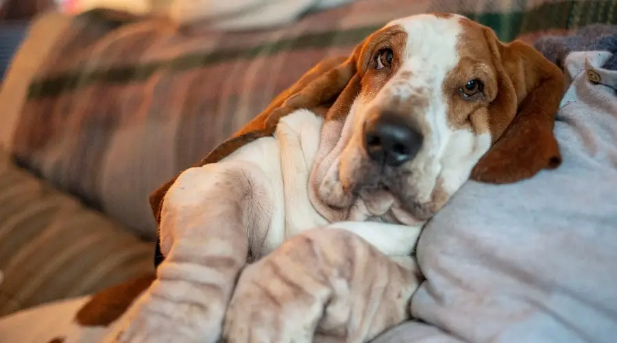 Basset Hound con dueño