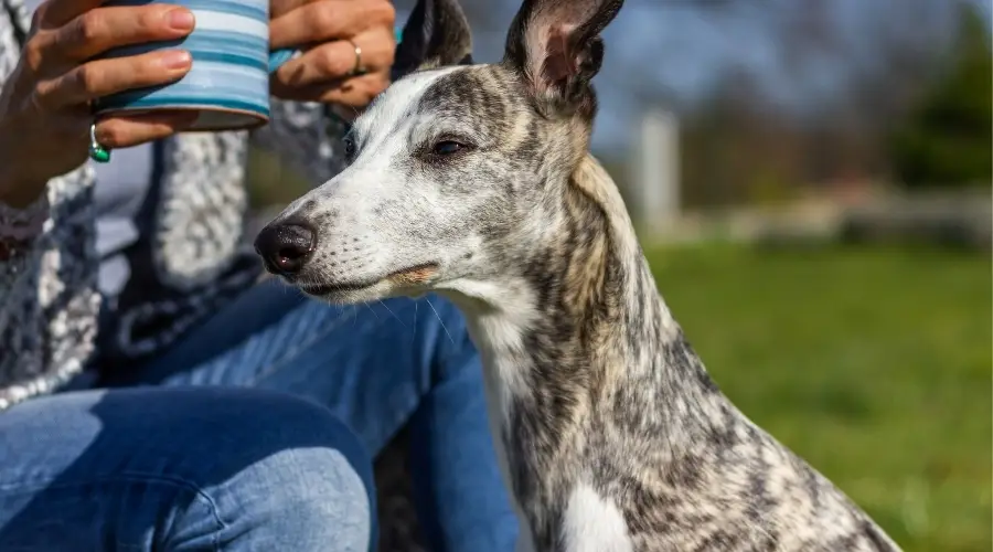 Whippet cerca de mujer tomando café