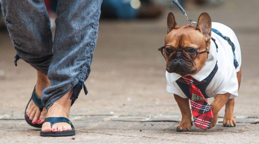 Bulldog Francés caminando por la calle con sus padres luciendo sexy