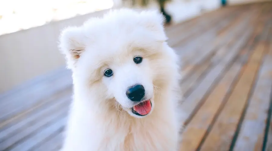 Perro Samoyedo Sentado