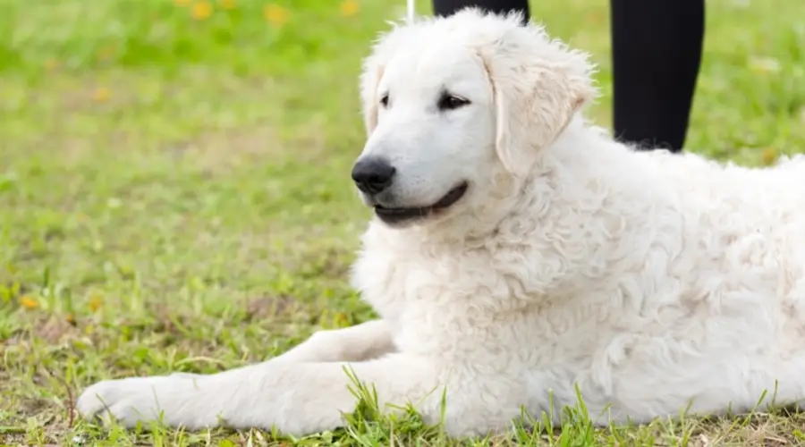 Kuvasz al aire libre con humanos