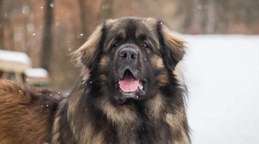 Leonberger en la nieve