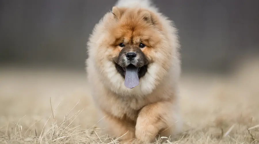 chow chow