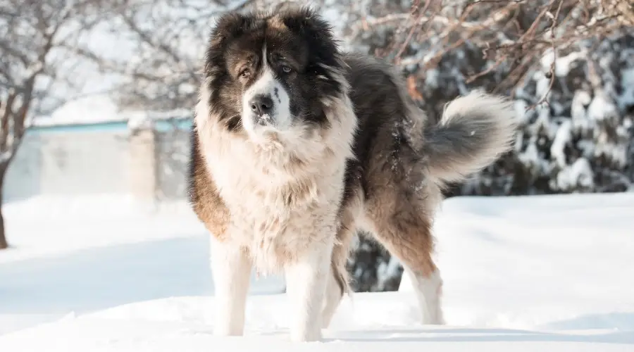 Pastor caucásico de raza de perro ruso en la nieve