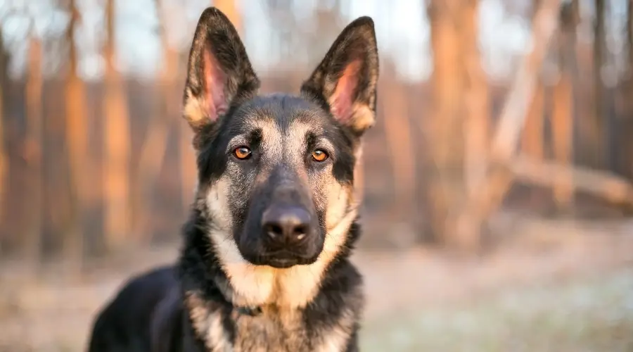 Perro pastor alemán de aspecto aterrador