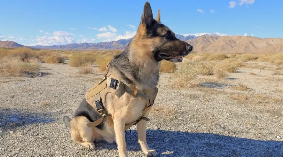 Perro pastor alemán con arnés táctico