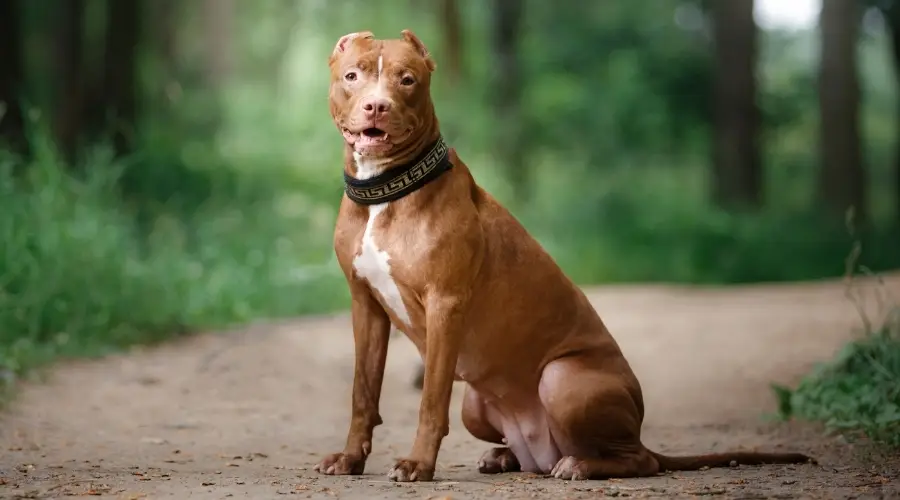 Pitbull marrón sentado en el bosque