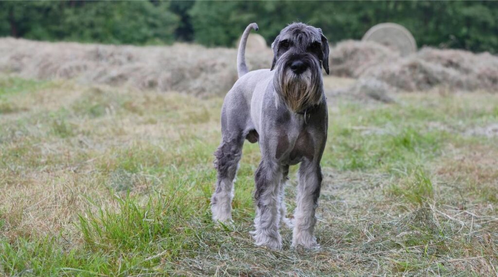 Schnauzer estándar de pie en el césped