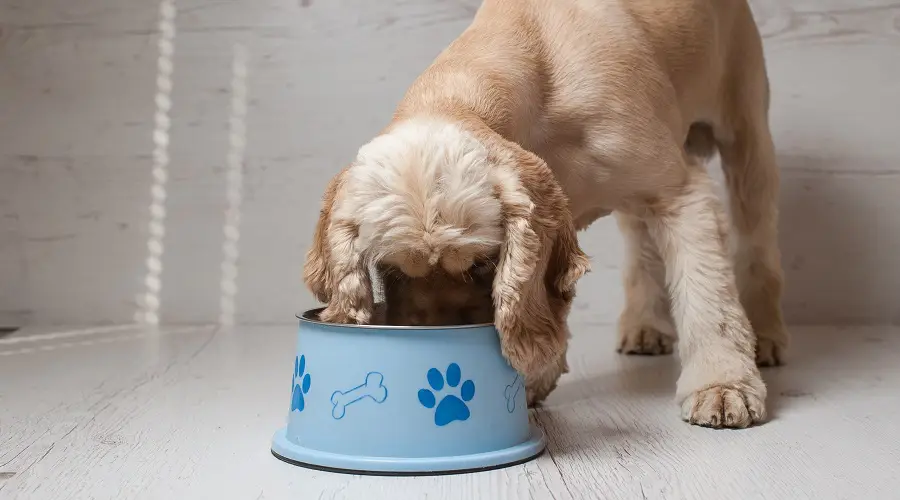 Cocker Spaniel Adulto Comiendo Alimentos
