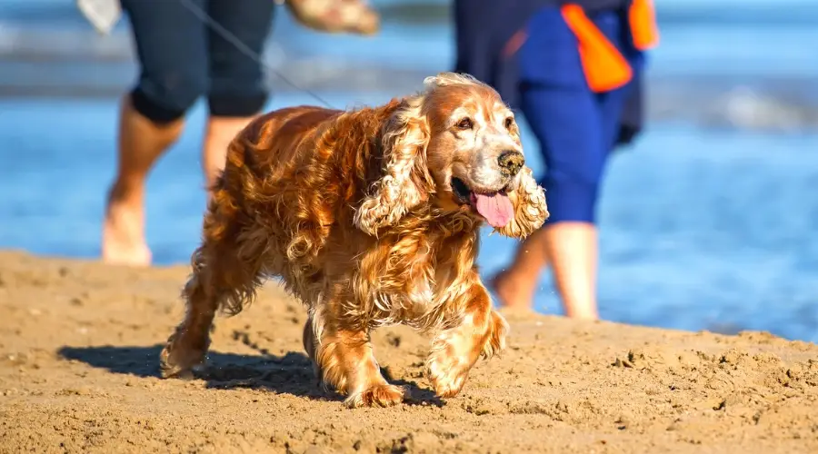 Cocker Spaniel con sobrepeso