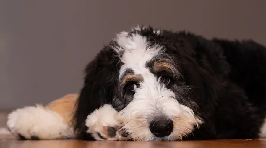 Cachorro Bernedoodle tendido en el suelo