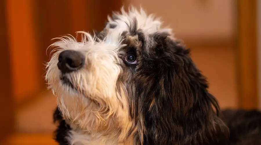 Perro Bernedoodle esperando comida